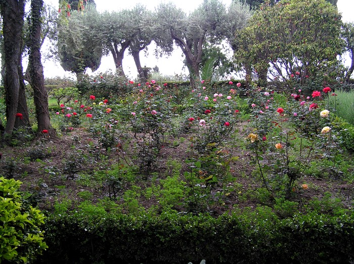 116PublicGardensRoses