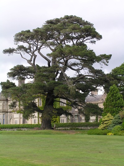 118MuckrossGardensTree