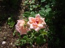 25Large Rose
