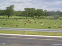 56Cattle Grazing in Kildare
