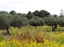 56OliveTrees