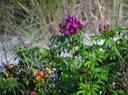 Beach PLants3JPG