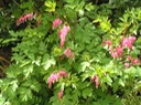 Bleeding Hearts