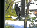 Blue Jay4