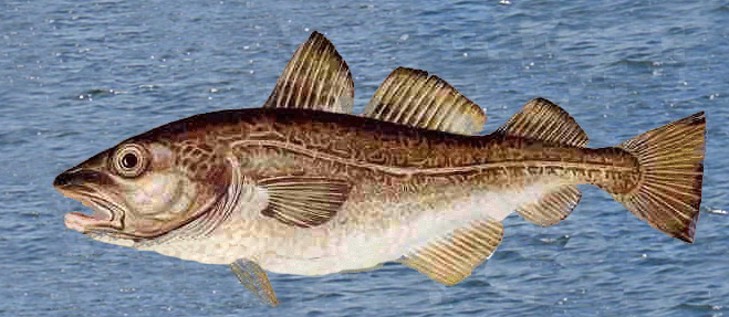 Cod Fish
