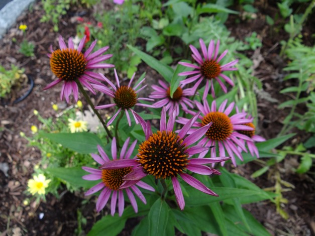 Cone Flowers2