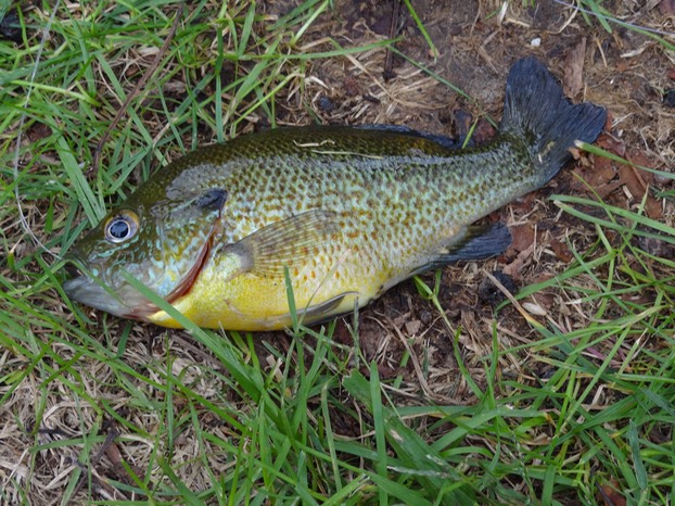 FemaleBluegill