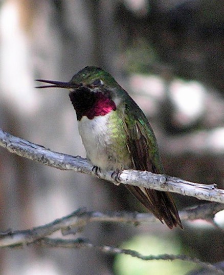 Humming Bird