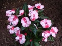 New Guinea Impatiens3