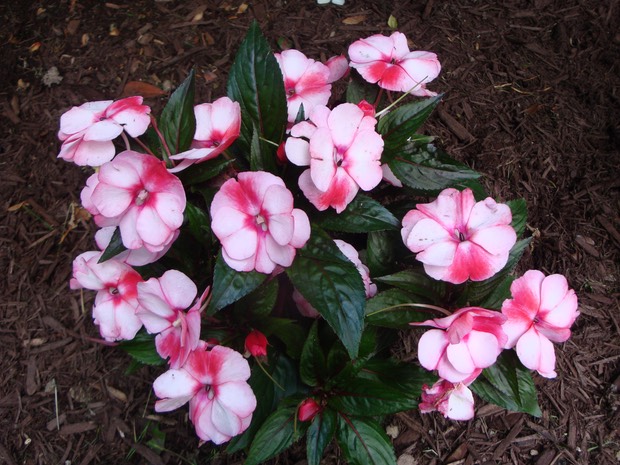 New Guinea Impatiens3