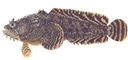 Oyster Toad Fish