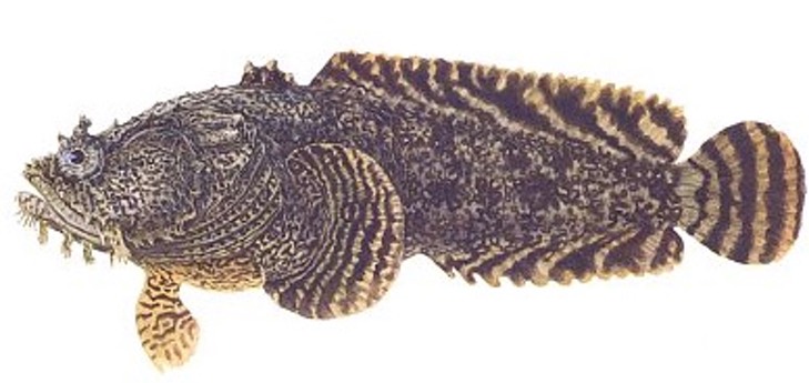 Oyster Toad Fish