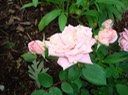 Pink Rose