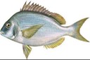Porgy