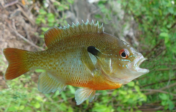 Red Breasted Sunfish2