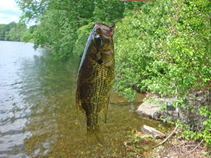 Rock Bass1
