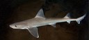 Sand Shark