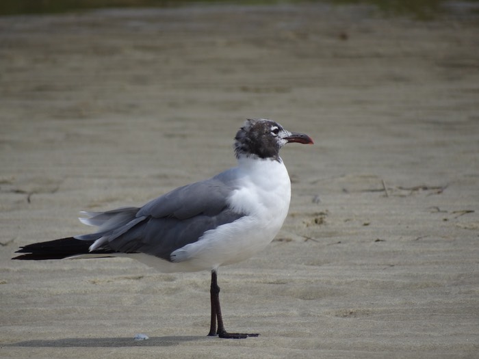 Sea Gull1