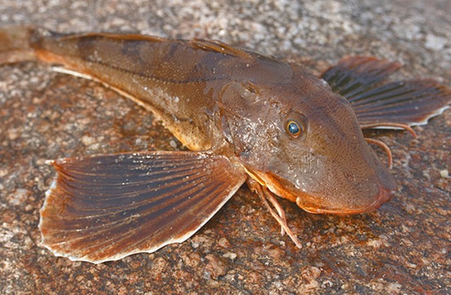 Sea Robin