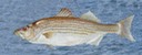 Striped Bass