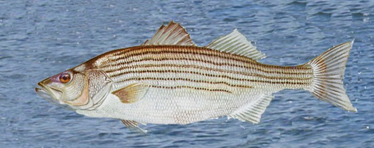 Striped Bass