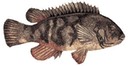 Tautog