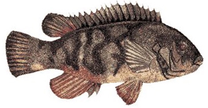 Tautog