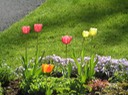 Tulips2