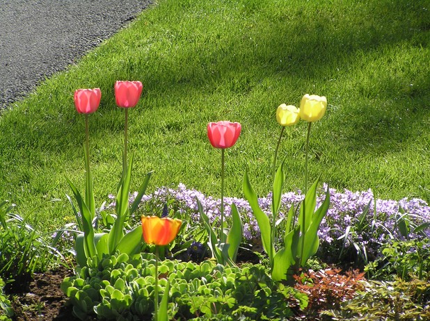 Tulips2