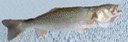 Weakfish
