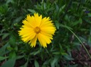 Yellow Flower3
