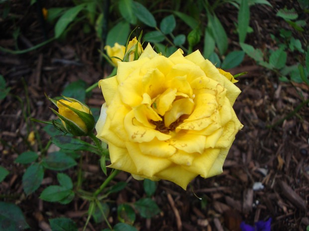 Yellow Rose